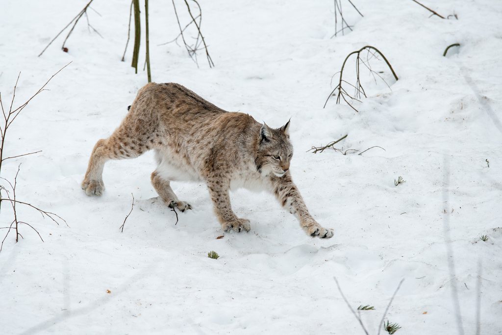 DNA-based identification of Eurasian lynx (Lynx lynx) individuals from ...